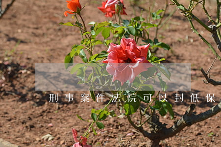 刑事案件法院可以封低保折嗎