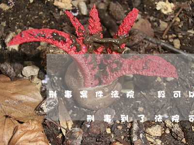 刑事案件法院階段可以不請(qǐng)律師嗎(刑事到了法院可以不請(qǐng)律師嗎)