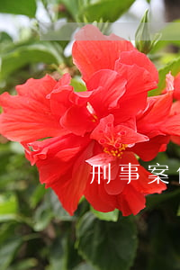 刑事案件的审理期限