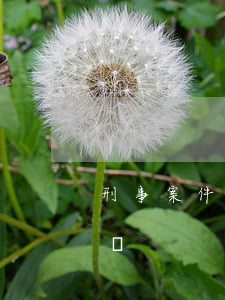 刑事案件追訴期(刑事犯罪的追訴期是多長時間)