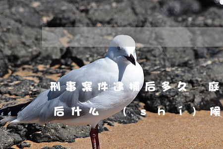 刑事案件逮捕后多久開庭(一般刑事案件逮捕后什么時(shí)候開庭)