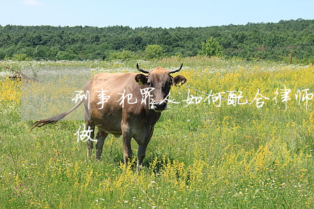 刑事犯罪人如何配合律师,刑事案件律师怎么做 刑事犯罪人如何配合律师,刑事案件律师怎么做