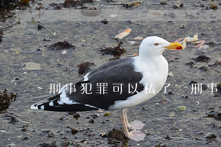 刑事犯罪可以私了嗎(刑事犯罪可以私了嗎)