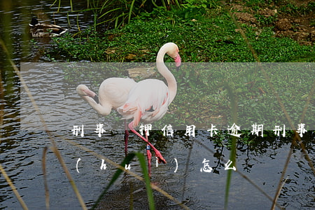 刑事羈押 信用卡逾期(刑事羈押 信用卡逾期會(huì)怎么樣)