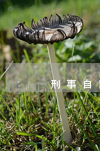 刑事自訴案件律師費用(民事起訴律師費)