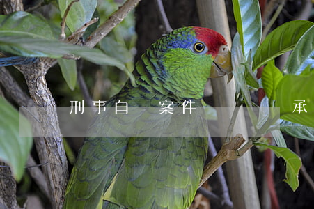 刑事自訴案件訴訟費誰承擔