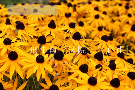 刑事自訴法院會調(diào)解嗎