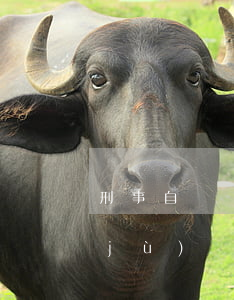 刑事自訴證據(jù)標準(關于刑事證據(jù)規(guī)則的問題)