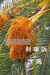 刑事訴訟中可以反訴嗎(公訴案件可以提起反訴嗎)