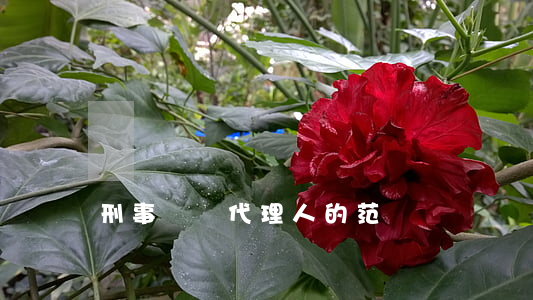 刑事訴訟代理人的范圍