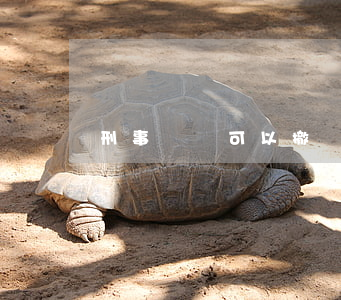 刑事訴訟可以撤銷嗎(刑事訴訟可以撤銷嗎)