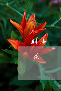 刑事訴訟法屬于什么范疇（刑事訴訟法的適用范圍）
