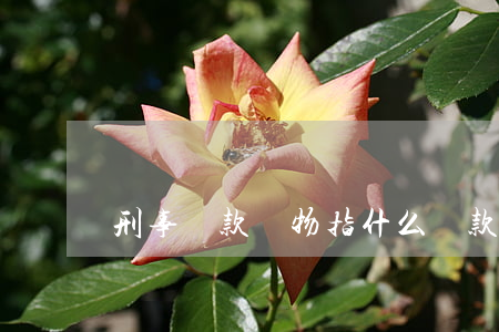 刑事贓款贓物指什么（贓款、贓物的處理）