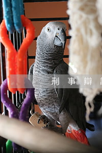 刑事辯護(hù)黃金期的刑辯案例分析