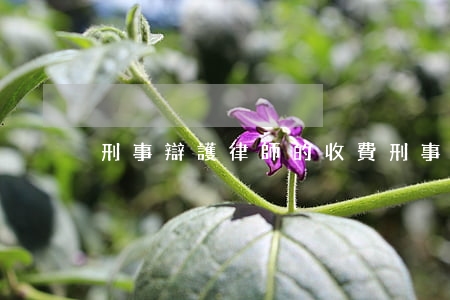刑事辯護律師的收費(刑事辯護費用)