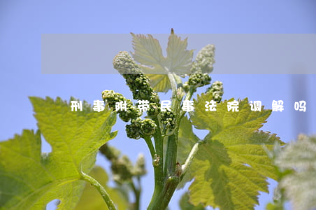 刑事附带民事法院调解吗