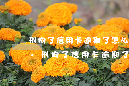 刑拘了信用卡逾期了怎么辦理手續(xù)-刑拘了信用卡逾期了怎么辦理手續(xù)呢