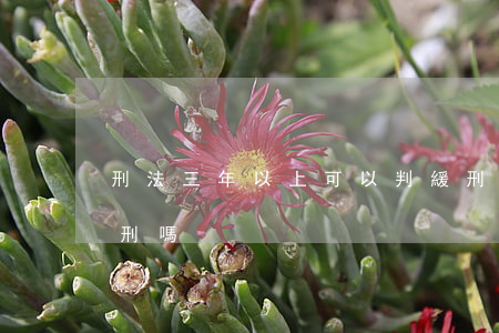 刑法三年以上可以判緩刑嗎(三年刑期可以緩刑嗎)