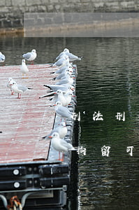 刑法刑事拘留刑事拘留可以保釋嗎(民事案件拘留可以保釋嗎)
