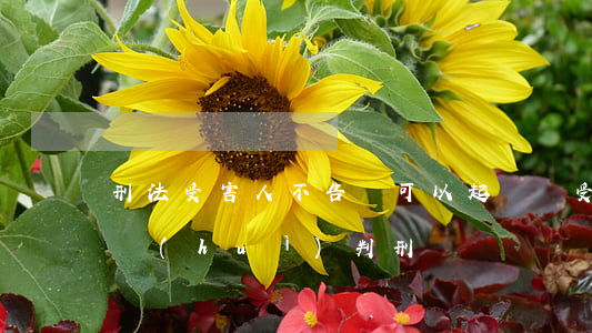 刑法受害人不告訴可以起訴嗎(受害方不起訴會(huì)判刑嗎)