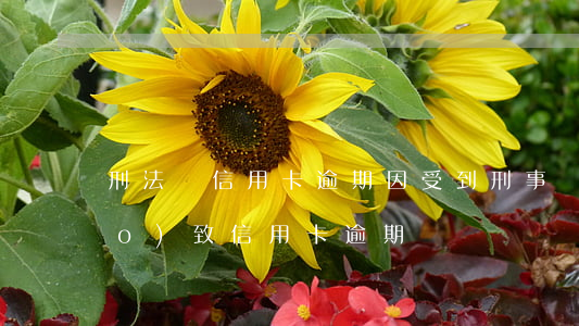 刑法對信用卡逾期(因受到刑事處罰導(dǎo)致信用卡逾期)