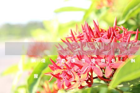 刑法惡意透支信用卡-刑法惡意透支信用卡罪