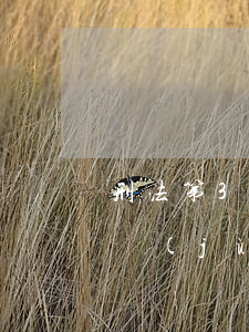 刑法第311條是什么（拒絕提供間諜犯罪證據(jù)罪認(rèn)定）