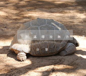 刑滿釋放無力償還案例(刑滿釋放無力償還案例分享)