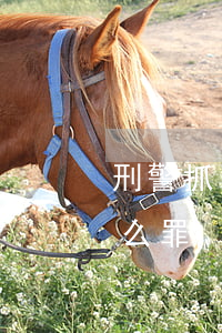 刑警抓了人會怎么處理(刑警抓人基本犯了什么罪)