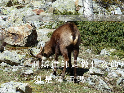 刑辯律師是做什么的(刑事辯護(hù)人必須是律師嗎)
