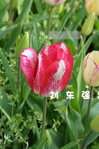 刘东强离婚
