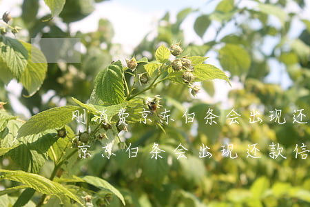 刚消费京东白条会出现还款信息么-刚消费京东白条会出现还款信息么吗
