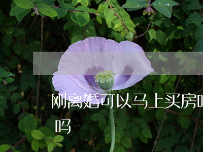 刚离婚可以马上买房吗(刚离婚可以马上买房吗)