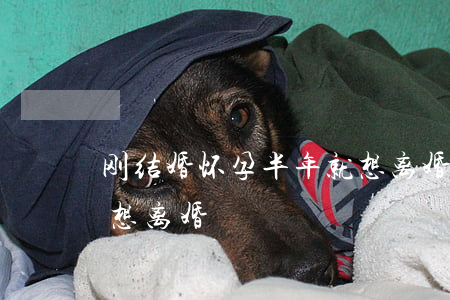 刚结婚怀孕半年就想离婚(刚刚结婚怀孕了就想离婚)
