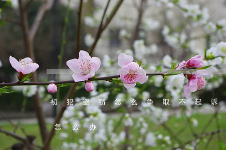 初犯盗窃怎么争取不起诉(盗窃犯不承认盗窃怎么办)