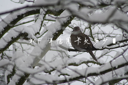 判5年信用卡欠多少錢
