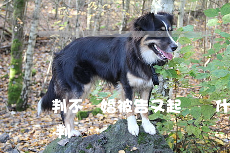 判不離婚被告又起訴(為什么起訴離婚法院不判離)