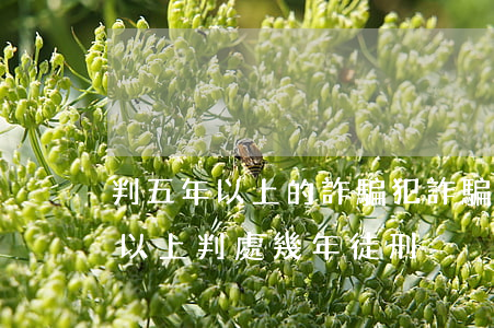 判五年以上的詐騙犯詐騙多少錢(詐騙五萬元以上判處幾年徒刑)