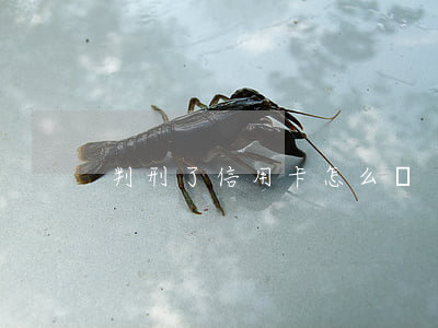 判刑了信用卡怎么還