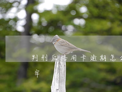 判刑后信用卡逾期怎么办（农行信用卡逾期坐牢）