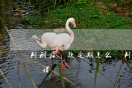 判刑后貸款逾期怎么辦(判刑期間的貸款怎么處理)