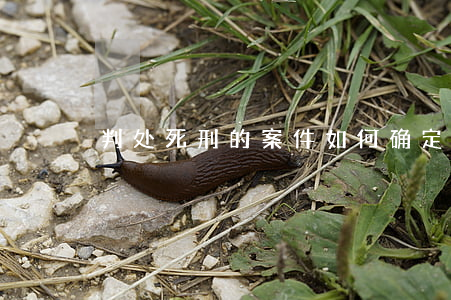 判处死刑的案件如何确定核准法院