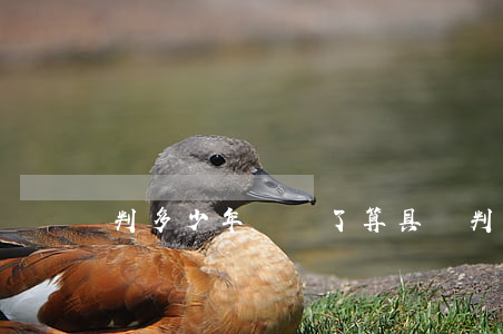 判多少年誰說了算(具體判多少年怎么決定)
