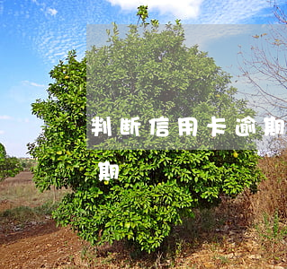 判断信用卡逾期的标准(什么叫信用卡严重逾期)