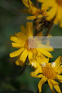 判決書怎樣寫(如何寫好判決書)