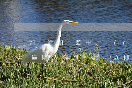 判決逾期還款申請強(qiáng)制(貸款逾期,法院判決后會立即強(qiáng)制執(zhí)行嗎?)