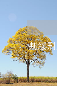 判緩刑對子女有影響嗎