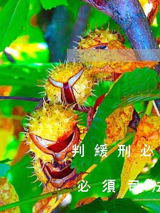 判緩刑必須司法調(diào)查嗎(判緩刑必須司法調(diào)查嗎)