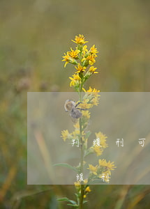 判缓刑可以申请无罪吗(什么情况下不能判处缓刑)