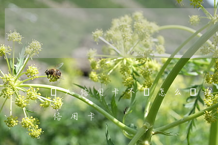 別人信用卡不還怎么辦理嗎(本人不在怎么還信用卡)